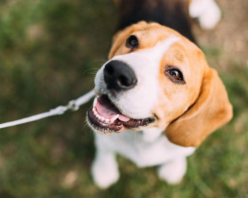 Beautiful-Tricolor-Puppy-Of-English-Beagle-Sitting-On-Green-Grass.-Smiling-Dog